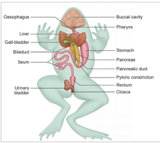 Excretory System of Frog Class 11 | PW